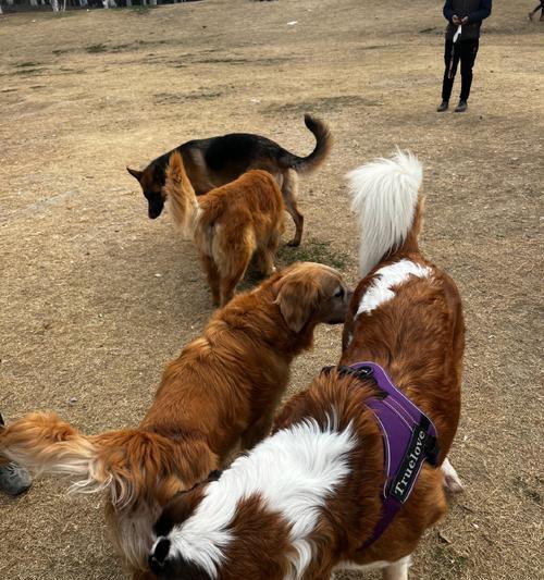 狗狗最喜欢的小朋友（以温顺友好为特点的狗狗品种及养护要点）