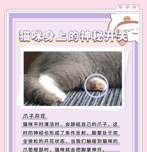 挑战猫咪快乐开关的秘密（探索猫咪的幸福源泉，让它们快乐无尽）