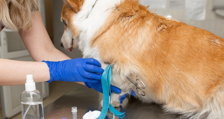 狗狗接种疫苗后的注意事项——宠物健康保障不可忽视（为了狗狗的健康，千万别让疫苗白打！）