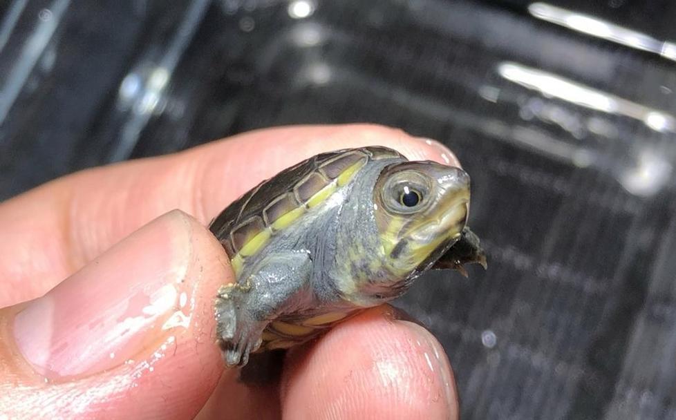 认识麝香龟属的蛋龟（了解麝香龟属蛋龟的特征与分类）