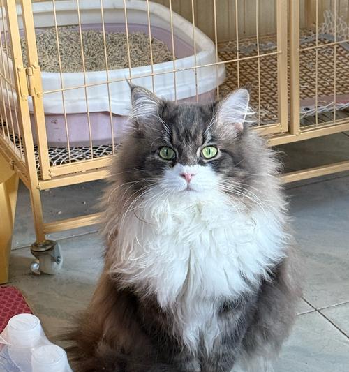 猫能吃羊肉吗？喂食注意事项解析（宠物猫适宜食用羊肉的关键要点）