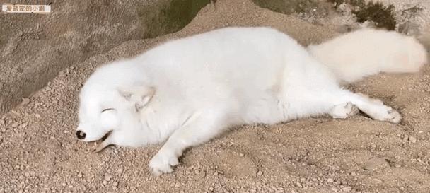 以家养狐狸，品种选择关键（探索最适合家庭环境的狐狸品种）