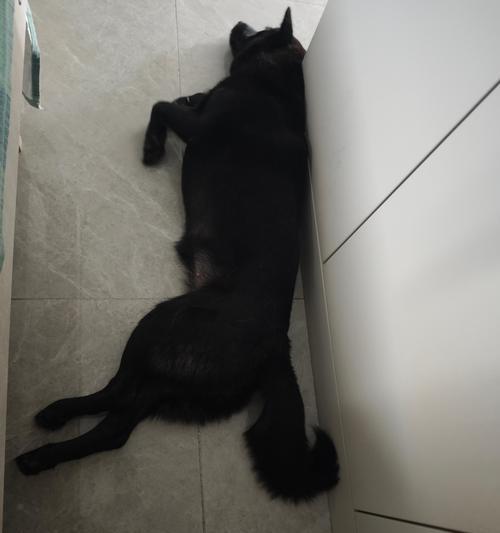 为什么狗狗爱叼东西？（探究狗狗叼东西的原因和心理需求）