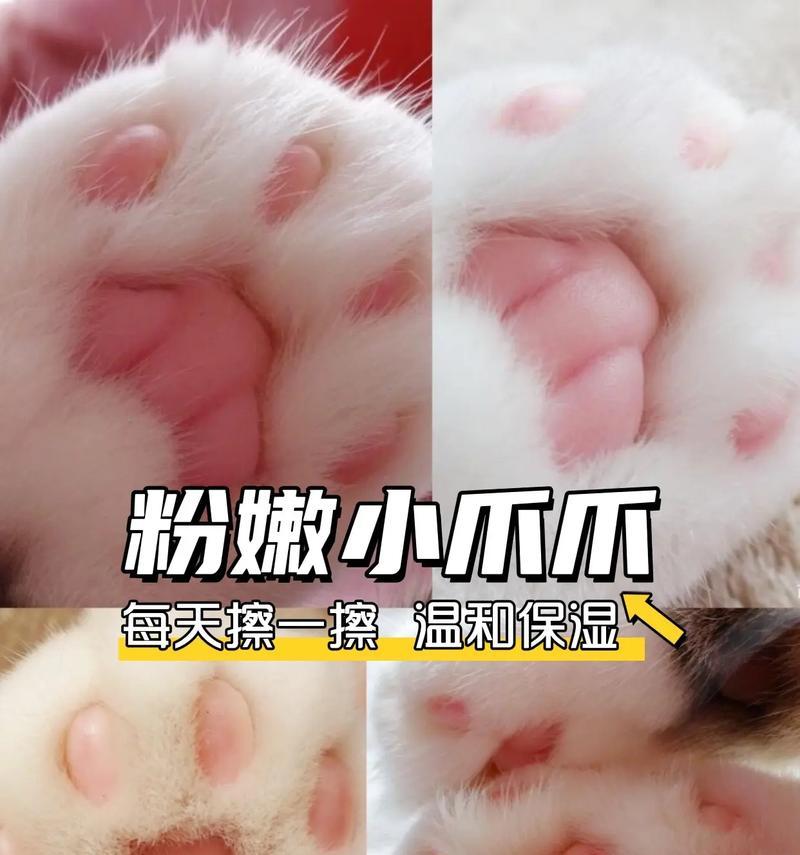 揭秘猫的脚垫的颜色之谜（猫的脚垫为何有各种不同的颜色？）