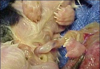 小猫脐带脱落的过程（小猫脐带脱落的时间及注意事项）