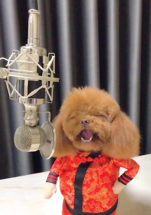 探秘“以泰迪式”的含义与魅力（解读泰迪式的特点与文化，带你走进温暖的世界）