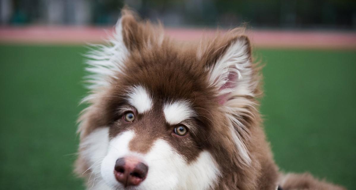 探秘阿拉斯加犬的魅力（揭示阿拉斯加犬外貌、性格及培养要点）