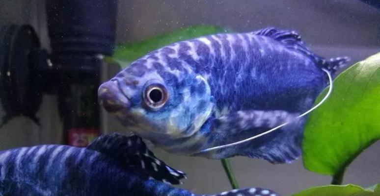 热带鱼世界（热带鱼战斗王者的争锋时刻）