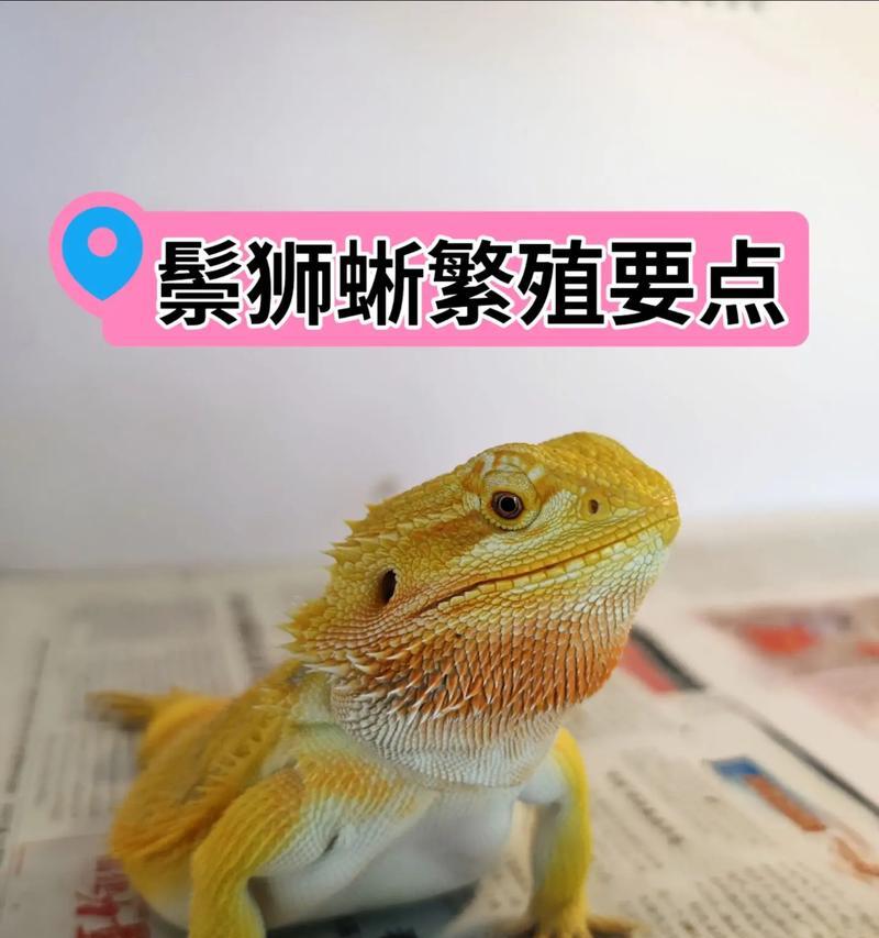 鬃狮蜥蜴的温度需求与饲养要点（了解鬃狮蜥蜴的温度需求，做好饲养工作）