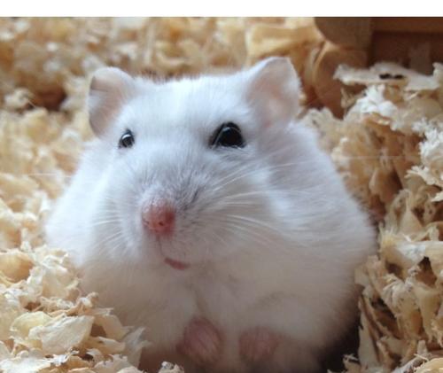 小仓鼠眼睛出现问题的原因及处理方法（小仓鼠眼睛问题的解决方法及预防措施）