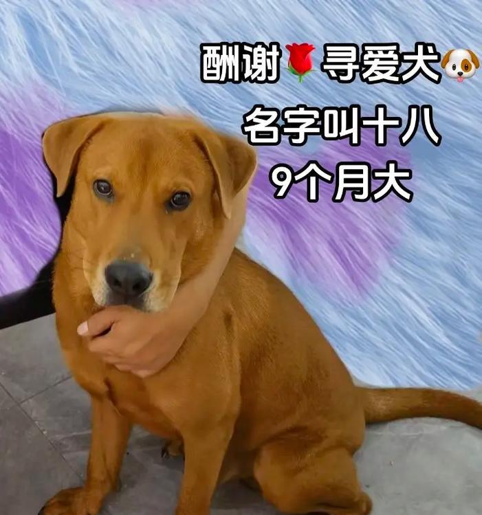 深圳拉布拉多主题地点大揭秘（探访深圳的拉布拉多天堂，尽情享受狗狗乐园）