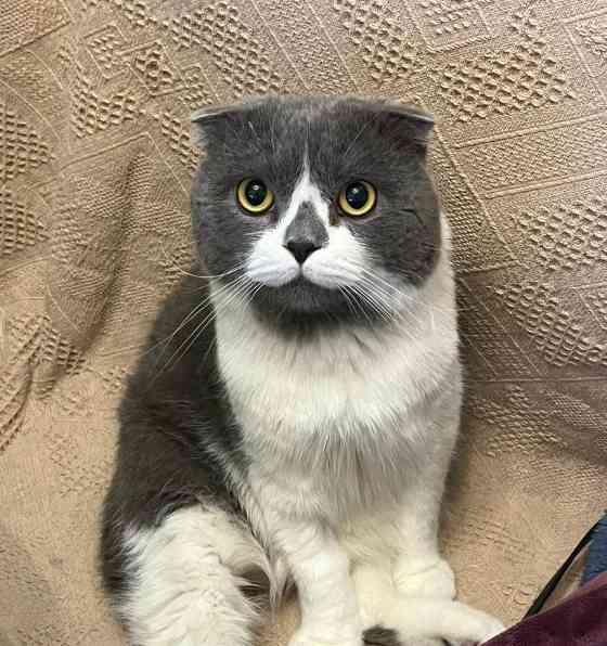 以折耳的猫有哪些品种？（探索折耳猫的多样性）