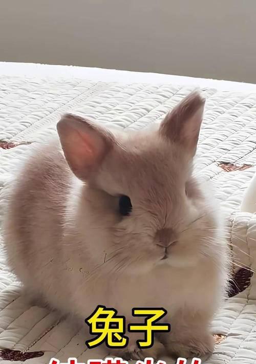 兔子眼睛发炎要多久好？（了解兔子眼睛发炎的症状、治疗和康复时间）