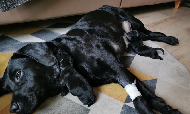 狗狗产后多久能洗澡？（宝贝狗狗产后洗澡的注意事项）