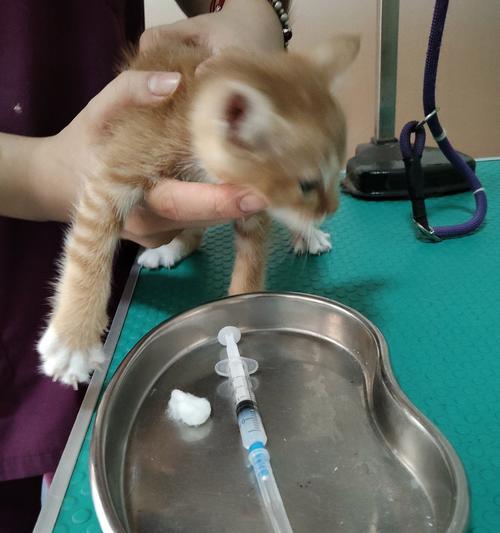 宠物医院——宠物健康的守护者（治疗与保健服务一应俱全）