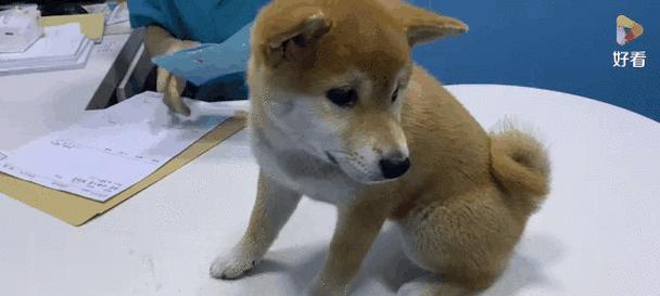 宠物狗每年需要接种的疫苗有哪些？（了解宠物狗年度接种疫苗的必要性和注意事项）