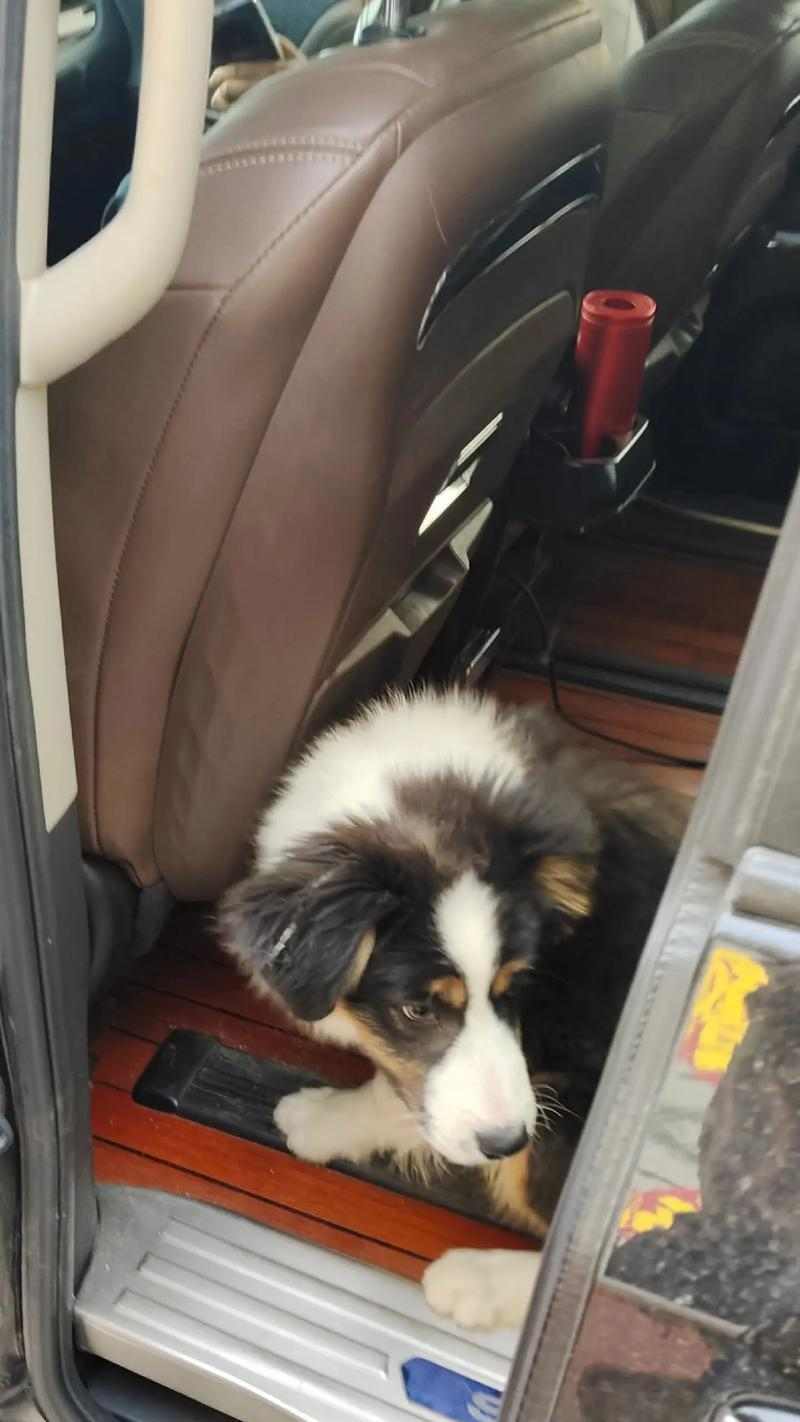 探索边牧赛级——全面了解这一狗类比赛的精彩世界（边牧赛级的魅力与挑战，揭秘让人心驰神往的比赛场景）