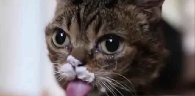 猫为什么喜欢喝酸奶？（探索猫喜欢酸奶的原因及对其健康的影响）