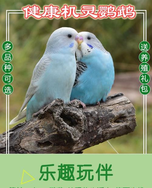 以网友（教你用0.13元买一只虎皮鹦鹉，省钱养宠物的秘诀）