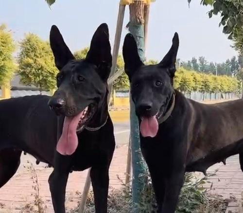 以人工立耳的狗（了解人工立耳技术在狗身上的应用和影响力）