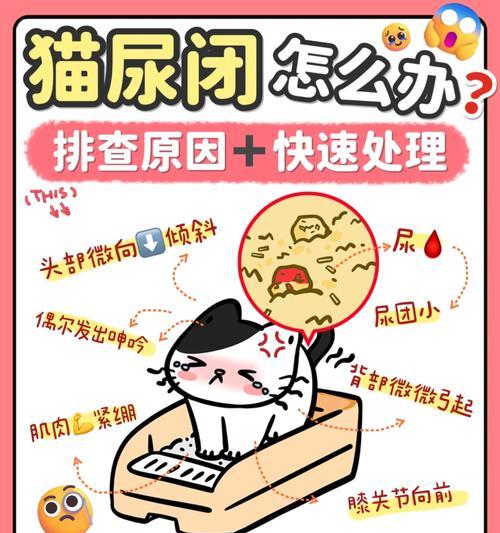 以坐车猫可以憋尿多久？（揭秘猫咪的尿意忍耐能力）