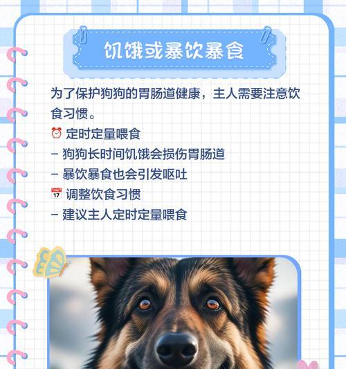 揭秘狗狗尿液黄的五大原因（了解为何狗狗的尿液会变黄，解决尿液异常问题）