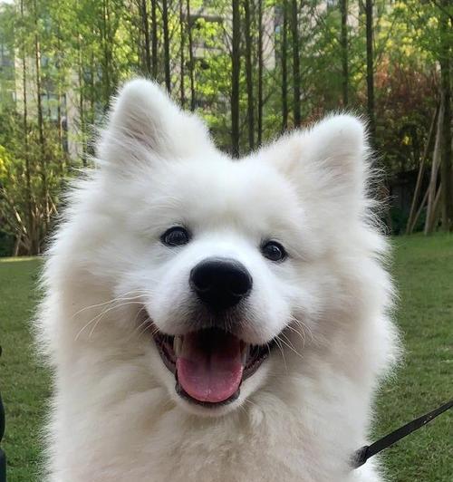 萨摩耶犬的六个小秘密，揭开它们的可爱面纱（了解这些秘密，你会更爱萨摩耶！）