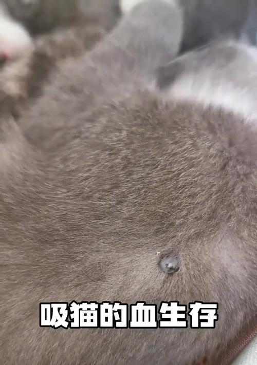 揭秘猫咪身上的寄生虫（了解猫咪身上的常见寄生虫及防治方法）