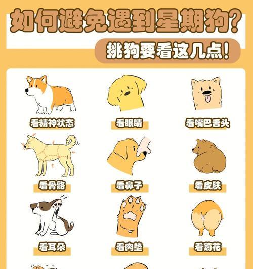 星期狗（探寻星期狗的来源与特征）