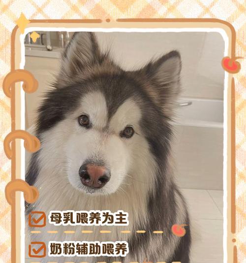 小狗喂奶的时间间隔是多久？（照顾小狗健康成长的关键）