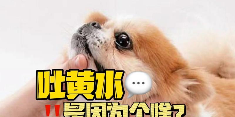 揭秘狗狗嘴巴莫名起泡沫的原因（狗狗嘴巴起泡沫的危害及预防方法）
