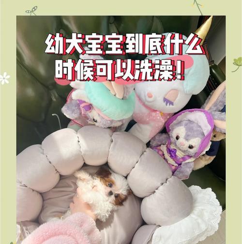 幼犬感冒后合适的洗澡时间（了解幼犬感冒康复情况，科学安排洗澡