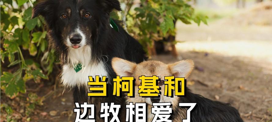 边牧幼犬进食后多久拉？（了解幼犬饮食规律，掌握适宜便便时间）