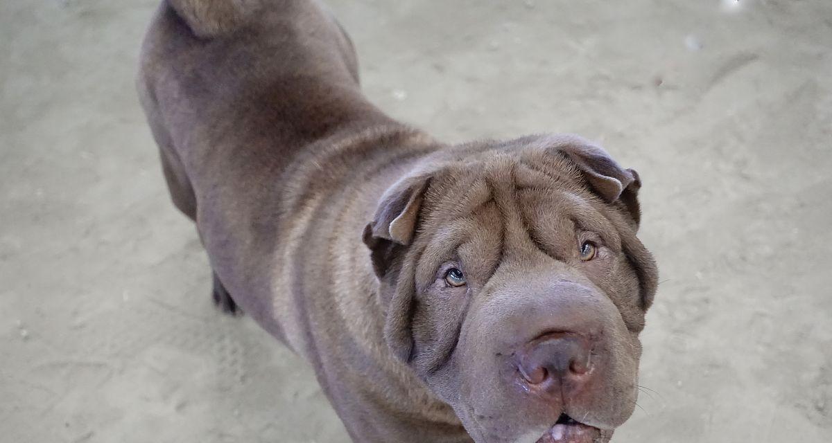 探索狗类纵向皱纹之谜（揭开纵向皱纹狗种的神秘面纱）