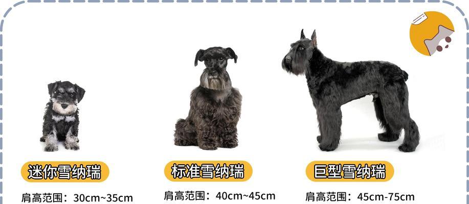 迷你型雪纳瑞犬的寿命及关键因素（探究迷你型雪纳瑞犬的预期寿命和影响因素）