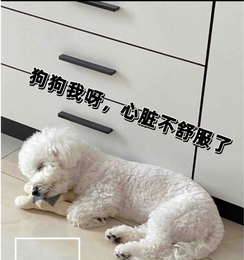 狗得了心脏病能活多久？（探索犬心脏病的寿命和管理方法）