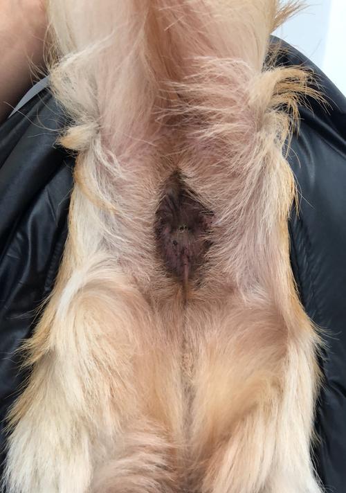 为什么狗狗洗澡了还是感觉臭臭的？（肛门腺问题可能是原因）