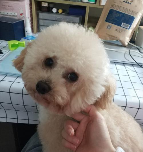 比熊的后代——迷人的小型犬种（探索比熊的后代及其魅力所在）