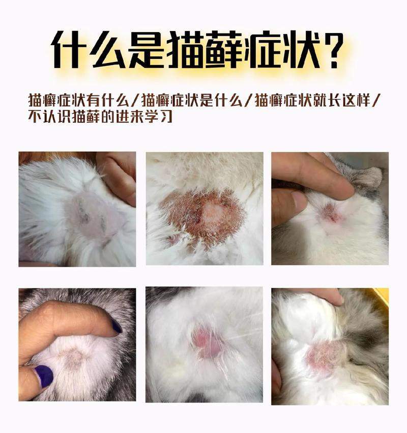 探索猫咪皮藓的特征和治疗方法（揭秘猫咪皮藓的种类、症状及有效预防措施）
