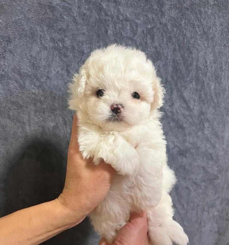 养小体比熊需注意的要点（如何给小体比熊提供健康快乐的生活）