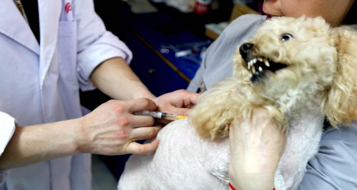 为宠物狗打疫苗的重要性（保护狗狗健康，预防疾病）