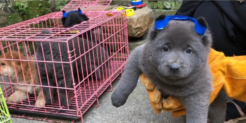 以土狗什么眼睛最好？（探究土狗不同眼睛类型的特点和优劣）