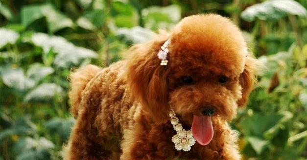 泰迪肠子堵了的常见症状及处理方法（了解狗狗肠子堵塞带来的问题，及时处理避免风险）