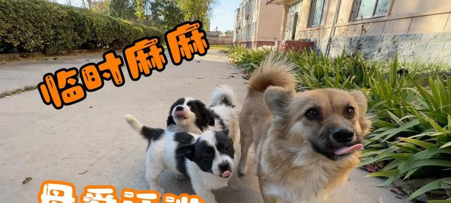 断奶前的狗狗饮食指南（宝宝狗狗如何科学饮食，健康成长）