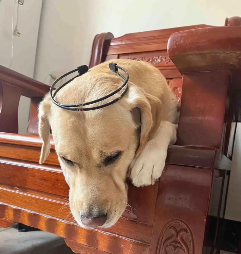 如何养好拉布拉多犬（拉布拉多犬饲养要注意的事项）