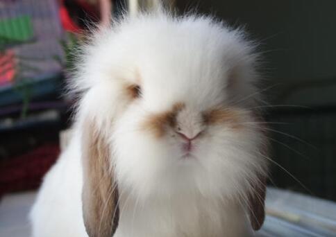 垂耳兔成年年龄及发育过程（探秘垂耳兔的成长之路）