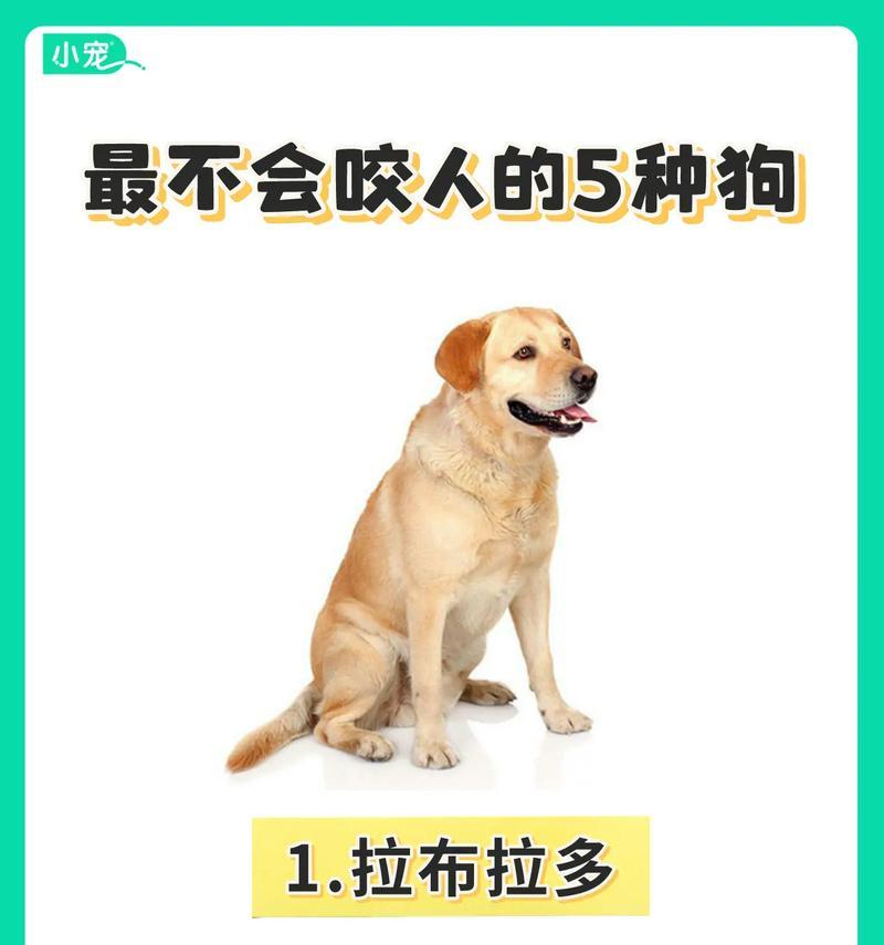 宠物狗价格盘点（探究6种常见狗狗的价格，让你明智选择）