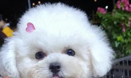 《毛发剃光的比熊狗两岁后能否重获爆毛？》（从无毛到爆毛，比熊狗恢复蓬松毛发的秘密揭秘！）