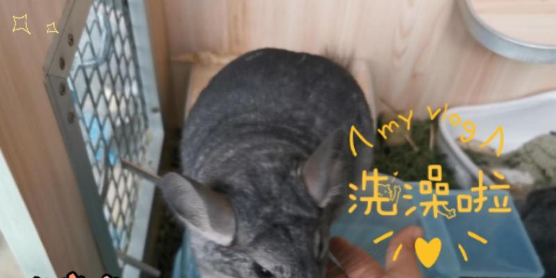 龙猫妈妈的洗澡时间和注意事项（了解龙猫妈妈洗澡的频率和正确的方法）