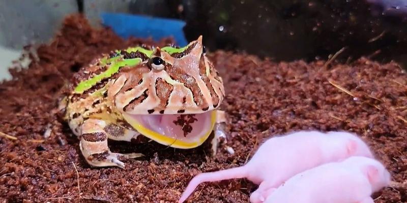 以角蛙的水果饮食习惯（以角蛙可以吃哪些水果？了解一下！）